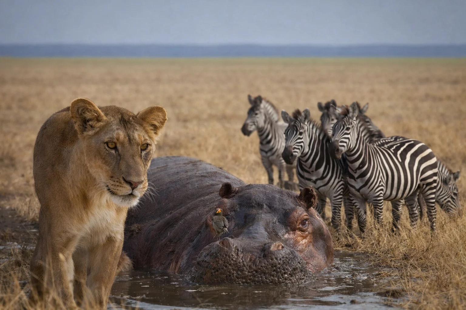 Fusione fotografica del safari fly-in tra Ruaha e Katavi, con wilderness remota, baobab, grandi spazi e fauna della Tanzania selvaggia