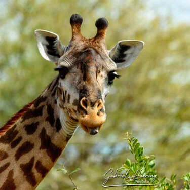 Ritratto di giraffa nella savana del Parco Nazionale di Ruaha durante un safari fotografico