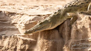 Coccodrillo del Nilo sulle rive del Rufiji nel Parco Nazionale di Nyerere