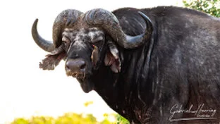 Buffalo sulle rive del Rufiji nel Parco Nazionale di Nyerere