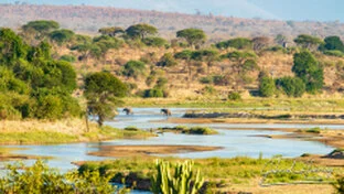 Great Ruaha River landscape in Ruaha National Park, Tanzania