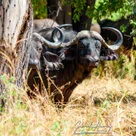 African buffalo in Ruaha National Park during a wildlife photography safari