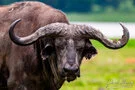 Big  Buffalo in Ngorongoro Crater during a photographic safari in tanzania