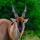 Eland in the rain in Tarangire National park during a photographic safari in Tanzania