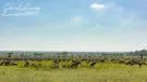 Thousends of wildbeests in serengeti and Ndutu during the calving season of the great migration during a photographic safari in tanzania