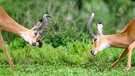 Two male impala fighting in Ndutu during the calving season in a Photographic safari in Tanzania