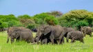 Elephants in Tarangire National Park during a Tanzania photographic safari