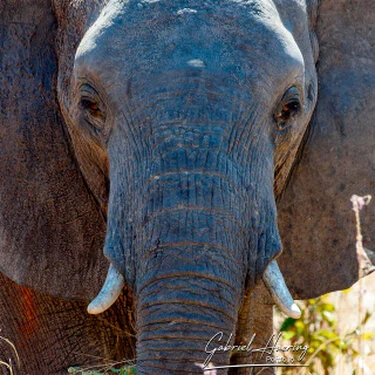 Primo piano di elefante africano nel Parco Nazionale di Ruaha, Tanzania meridionale