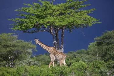 Giraffe nel Parco Nazionale di Katavi durante un safari fotografico privato in Tanzania occidentale