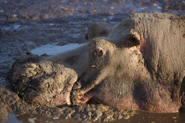 Ippopotami concentrati nelle acque del Parco Nazionale di Katavi durante la stagione secca