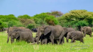 Elephants in Tarangire National Park during a Tanzania photographic safari