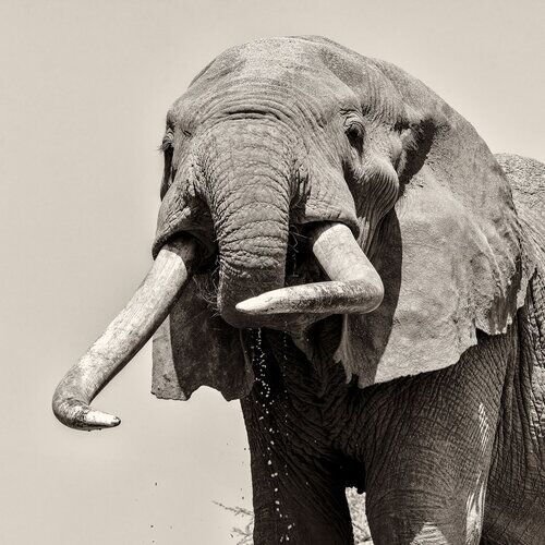 Outside the park, Craig came close to our vehicle to a water hole to drink in Kenya