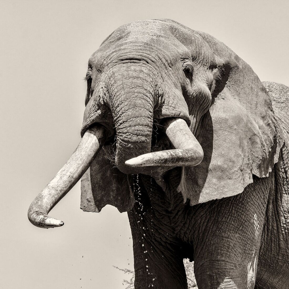 Collage of several African wildlife fine art photographs