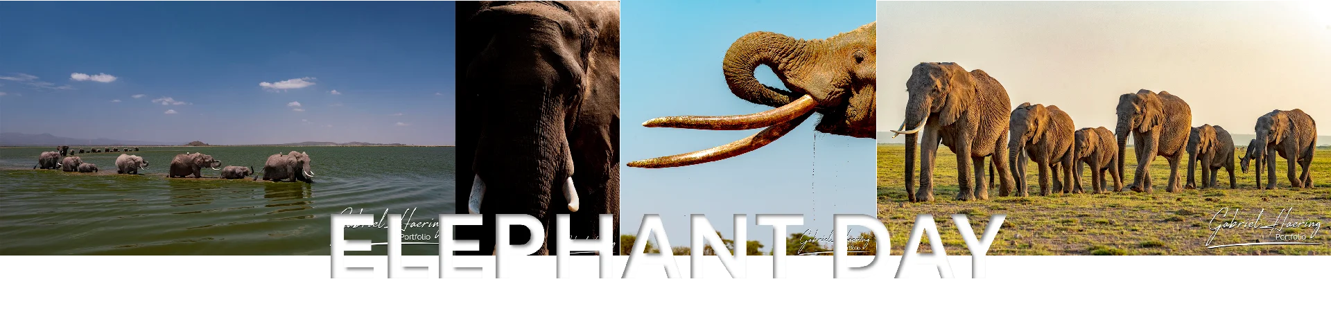 April 16 is the Save the Elephant Day and August 12th is the world elephant day