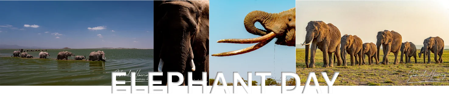 April 16 is the Save the Elephant Day and August 12th is the world elephant day