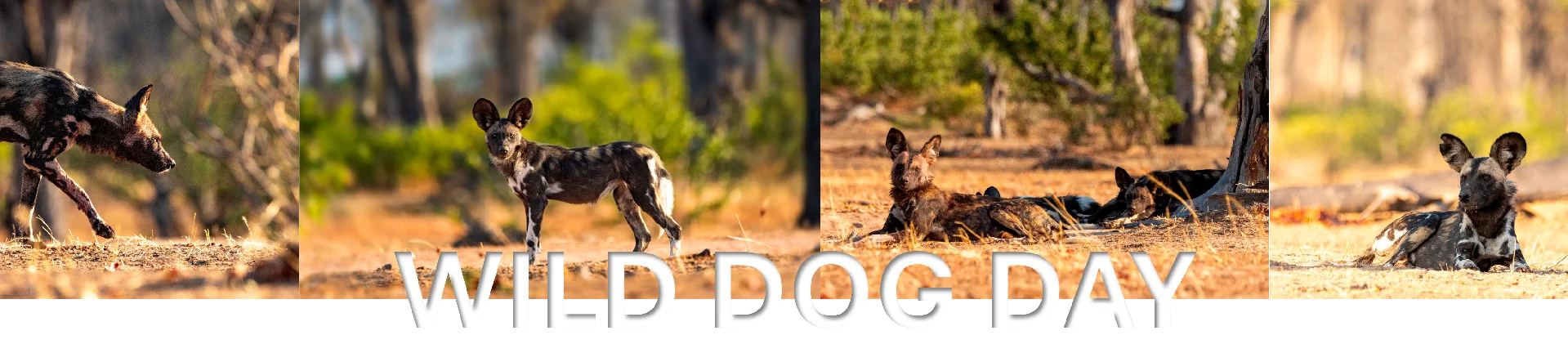 April 16 is the Save the Elephant Day and August 12th is the world elephant day