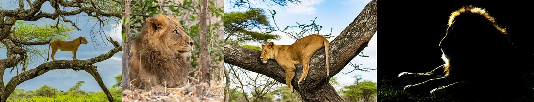 April 16 is the Save the Elephant Day and August 12th is the world elephant day