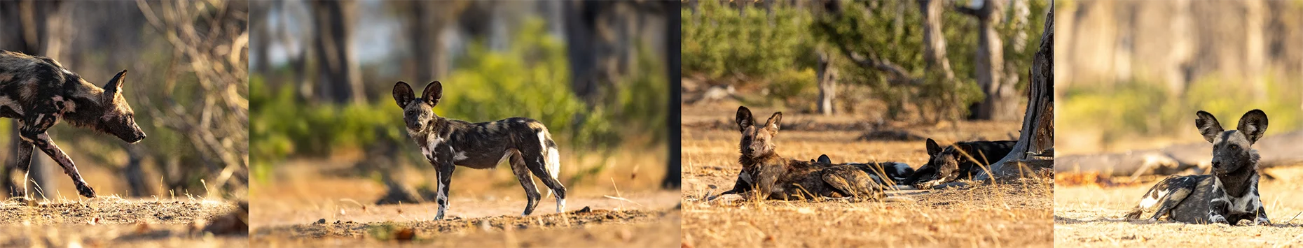 April 16 is the Save the Elephant Day and August 12th is the world elephant day