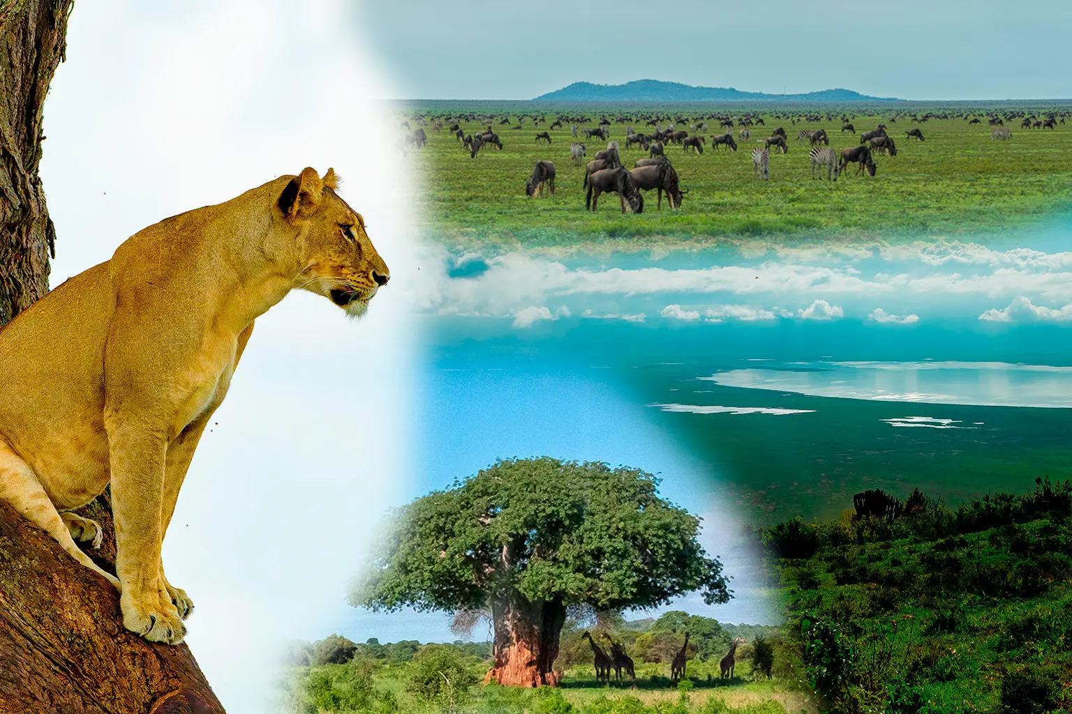 Picture collage for the safari in january 2027 with lion and giraffe in Tarangire, Ngorongoro Crater and wildbeest of great migration in Ndutu
