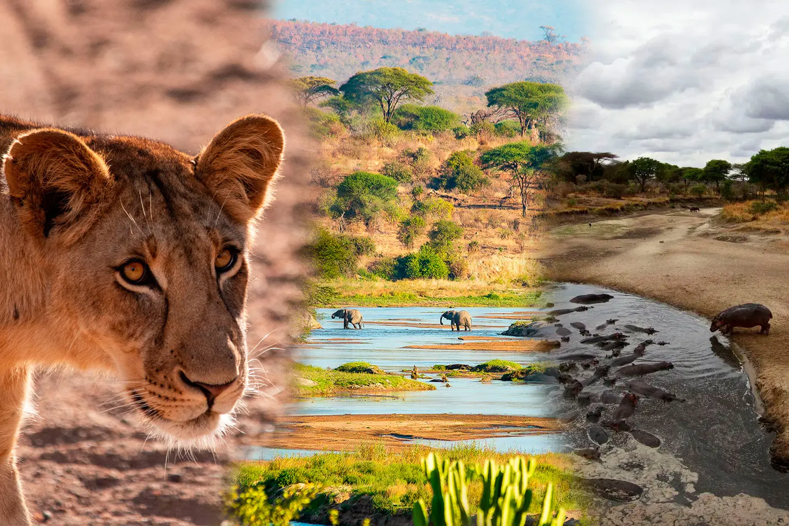 Lions, zebras, hippos, the big five to be seen in these unique national parks of Ruaha and Katavi