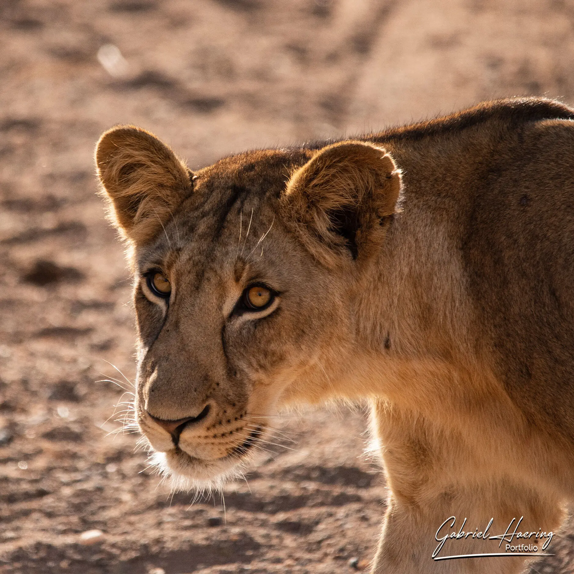 Lion standing in golden Kenyan savannah at sunrise