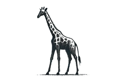 Giraffe in Ndutu during a photographic safari in Tanzania