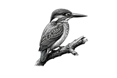 Kingfisher in the Ndutu area during a photographic safari in Tanzania