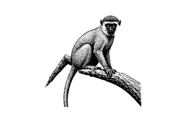 Vervet monkey in the Ndutu area during a photographic safari in Tanzania