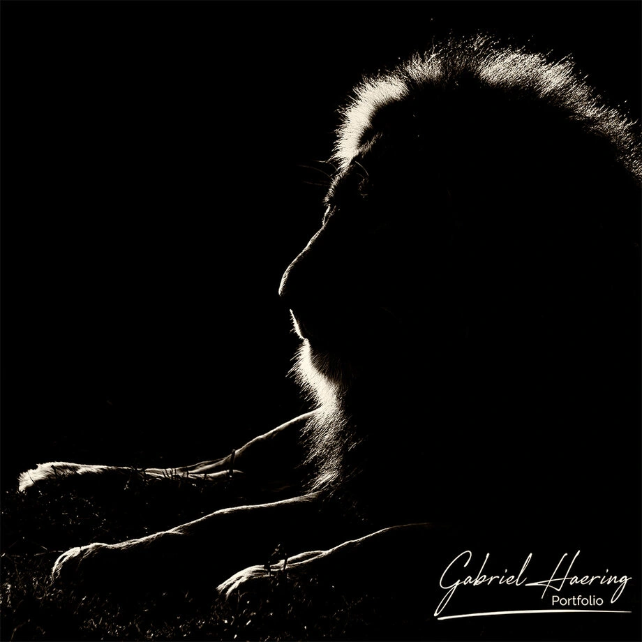 Lion portrait late afternoon in Ndutu with background sunlight