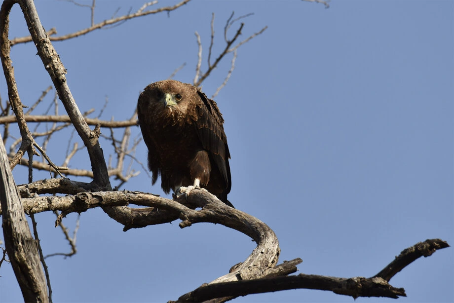 Batteleur eagle in westerrn Serengeti near Grumeti