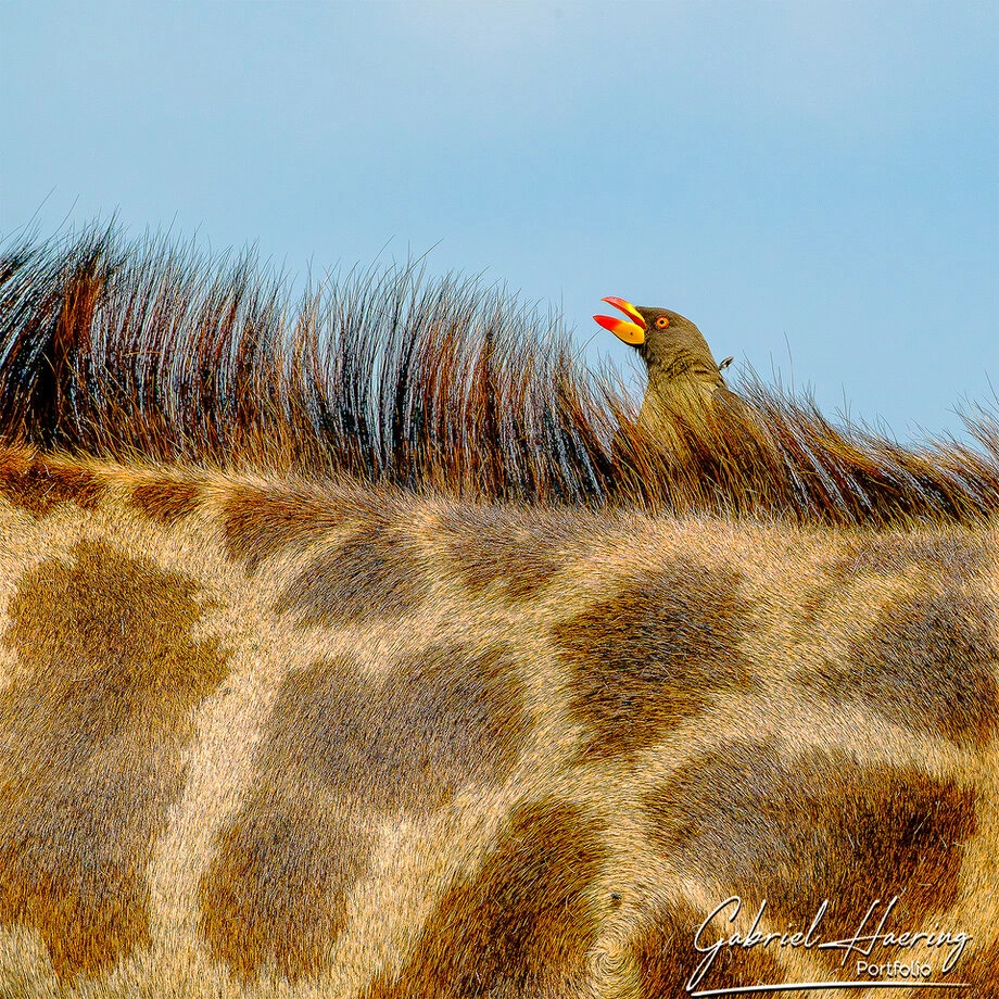 Bird on a giraffe in Tarangire National Park during a Great Migration Tanzania safari