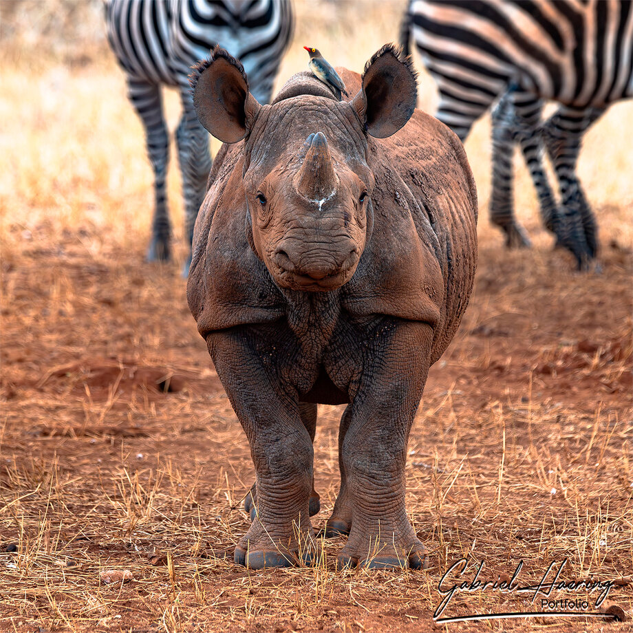 Black rhino cub photographed in Mkomazi National Park in northern Tanzania