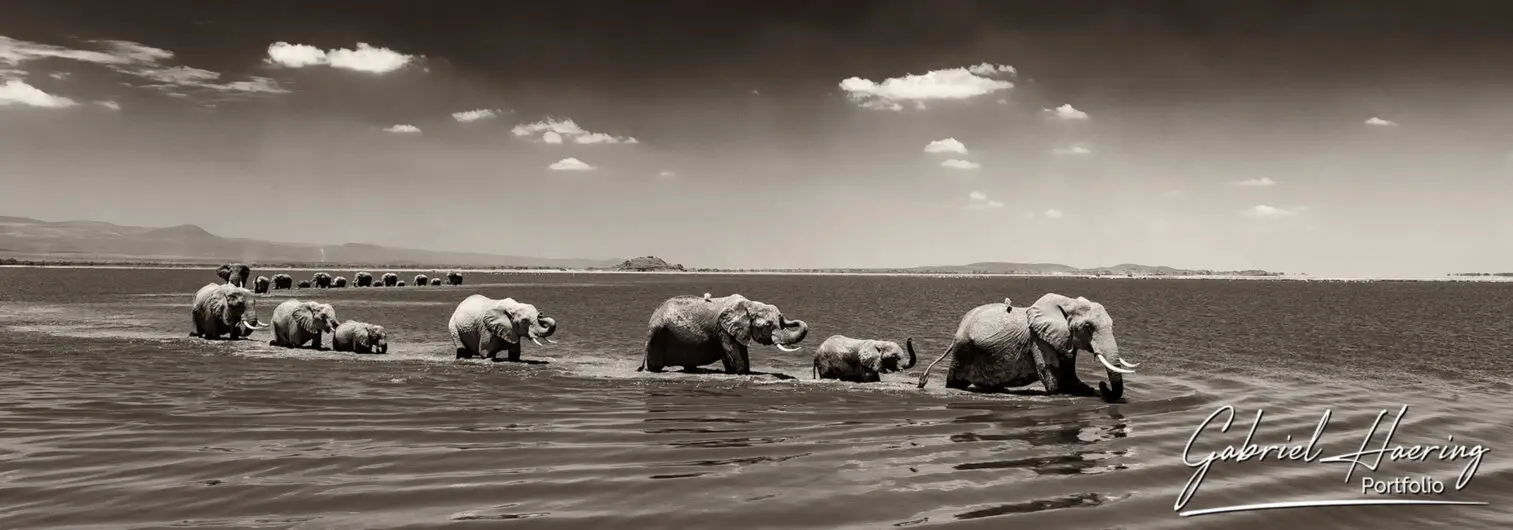 A sepia toned black and white photograph of two elephant herds crossing Amboseli lake in Kenya
