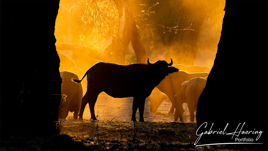 Colour wildlife photograph of a Buffalo in Mana Pools, Zimbabwe by Gabriel Haering