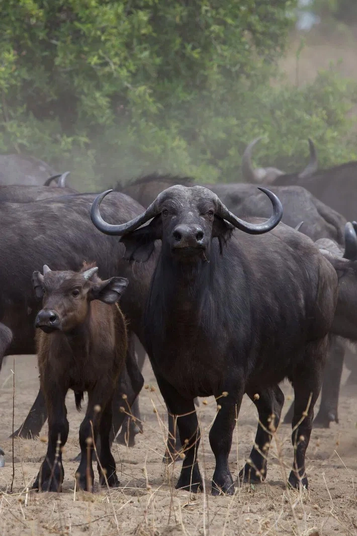 Buffalo herd during a Katavi photographic safari in remote Tanzania