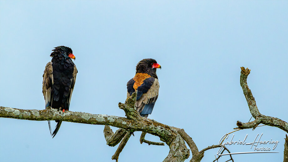 Colourful Eagles photographed during the green season in Tarangire National Park