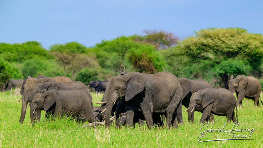 Photographic safari story through Tarangire, Lake Natron and Mkomazi in Northern Tanzania