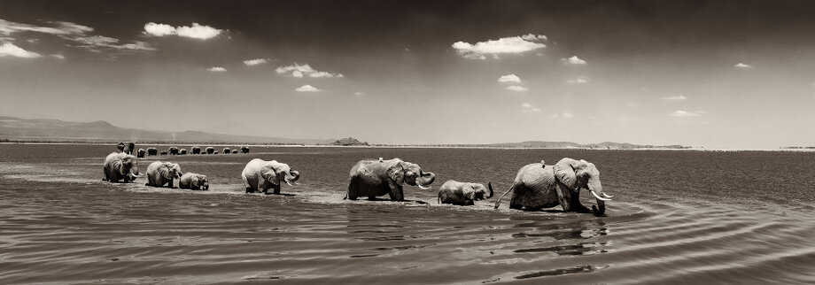 Black and white fine art print of elephant families crossing Amboseli Lake