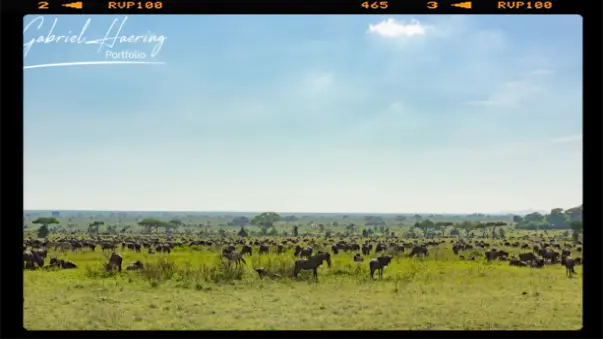 The wildbeest great migration is in southern Serengeti and Ndutu region during the calving season in January and February