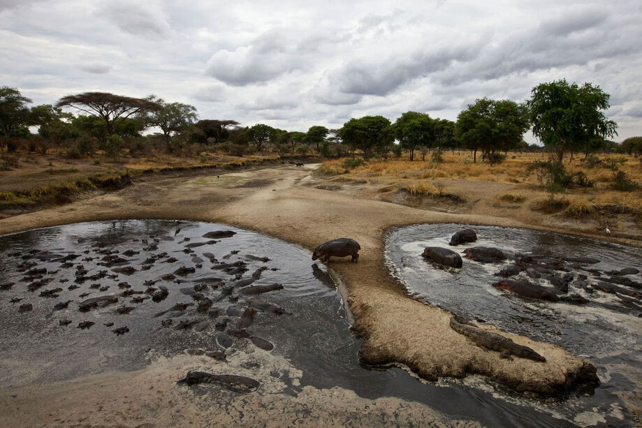 Hippopotamus photographed in the remote landscape of Katavi National Park