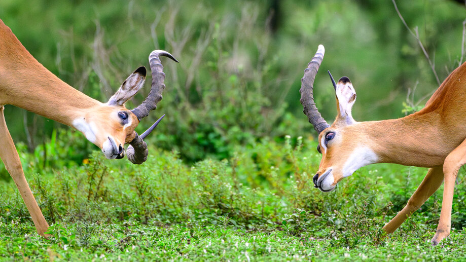 Impala fighting during the green season in the Ndutu Conservation Area