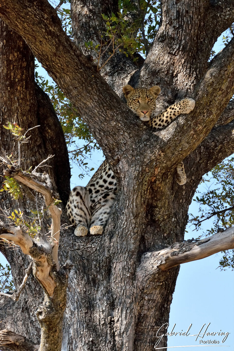 African wildlife photography demonstrating patient observation of a leopard in its natural environment