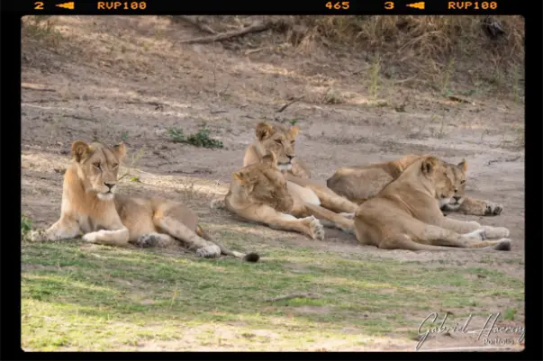 A group of Lionesses is relaxing early afternoon in Ruaha National Park
