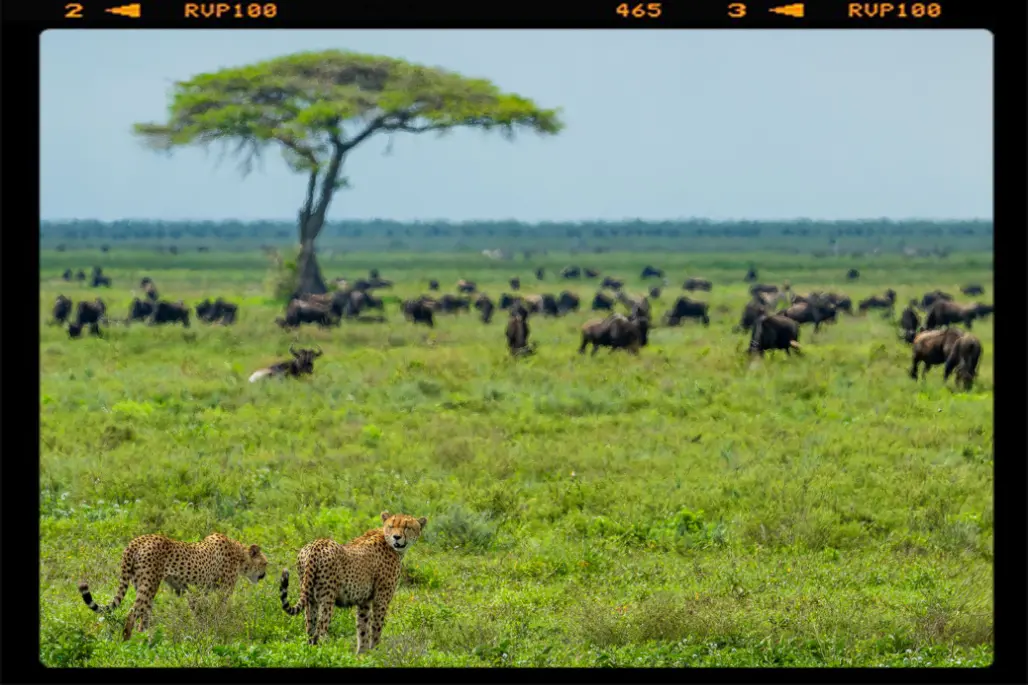 Two cheetah looking for preys within the wildbeest herd in front of them in Ndutu