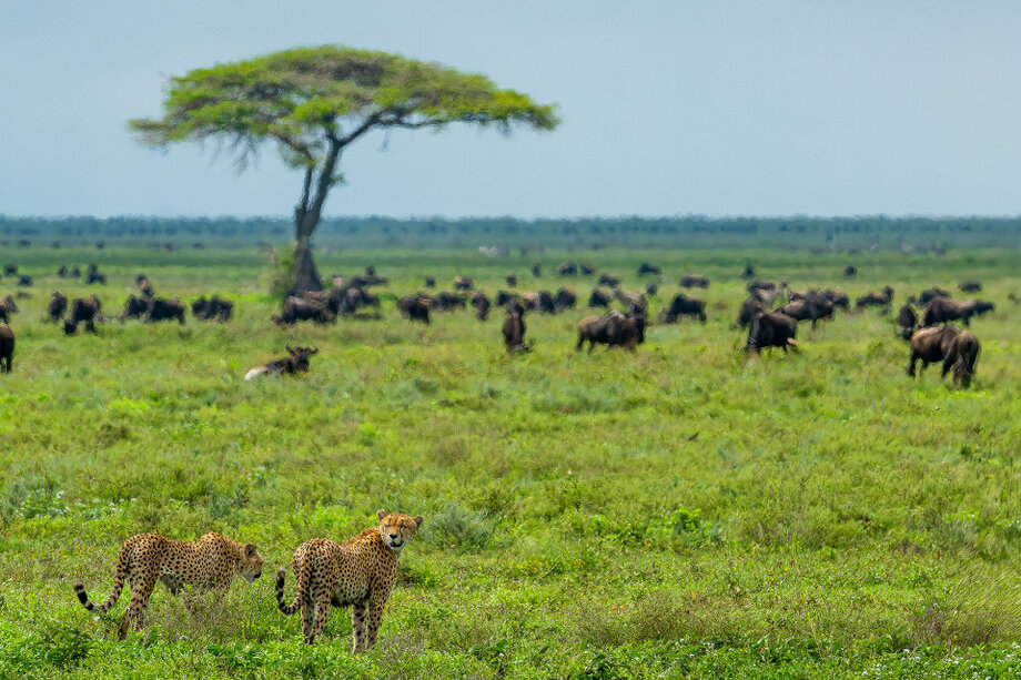 Green-season wildlife and Great Migration photographic safari through Tarangire, Ngorongoro, Ndutu and Serengeti