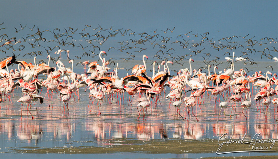 Lesser flamingos at Lake Natron during a bespoke photographic safari in Tanzania
