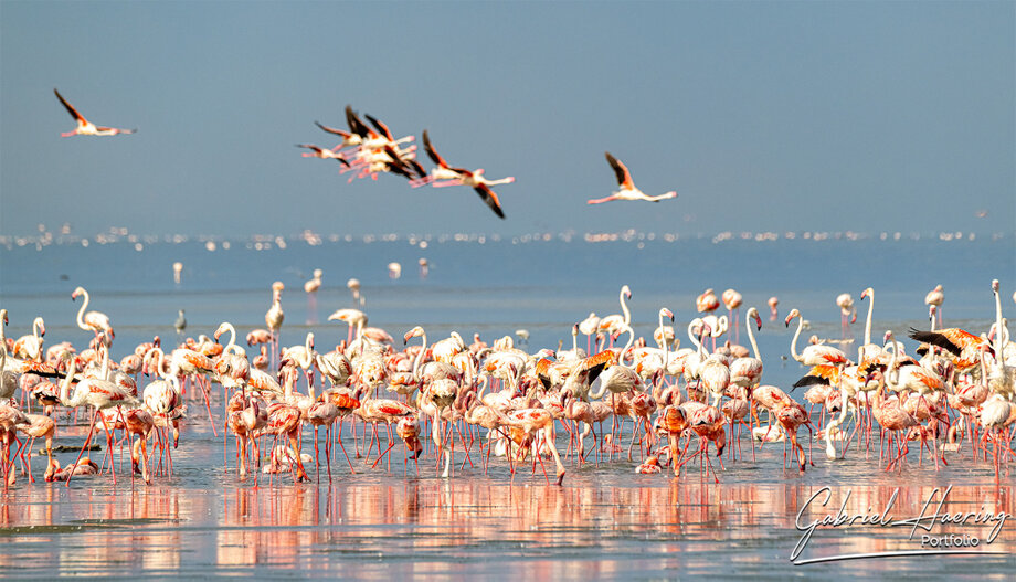 Lesser flamingos photographed in the shallow waters of Lake Natron