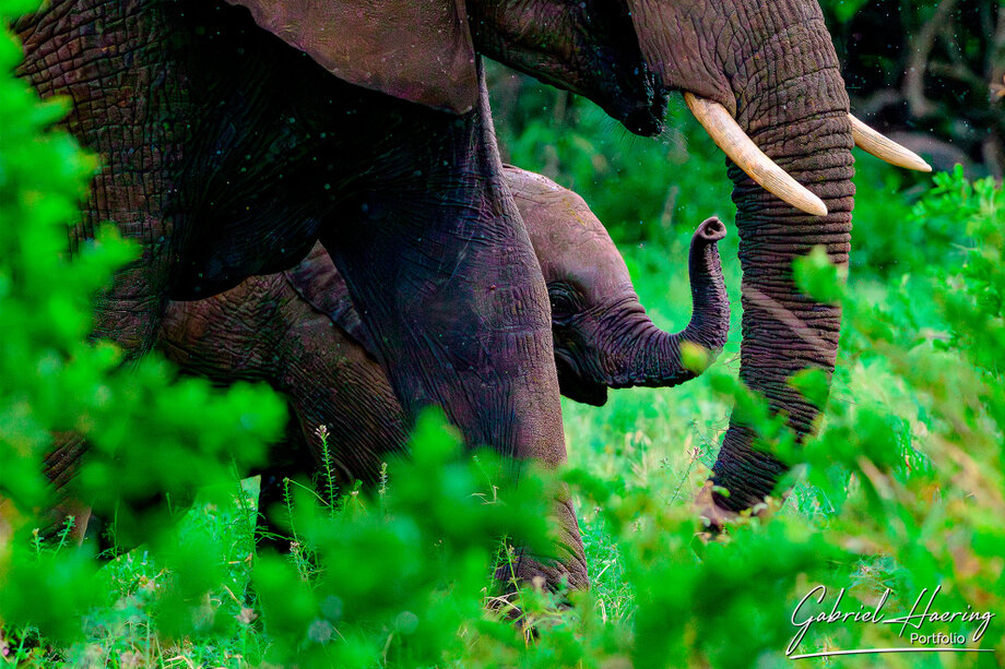 Elephant moving through the green-season landscape of Tarangire National Park