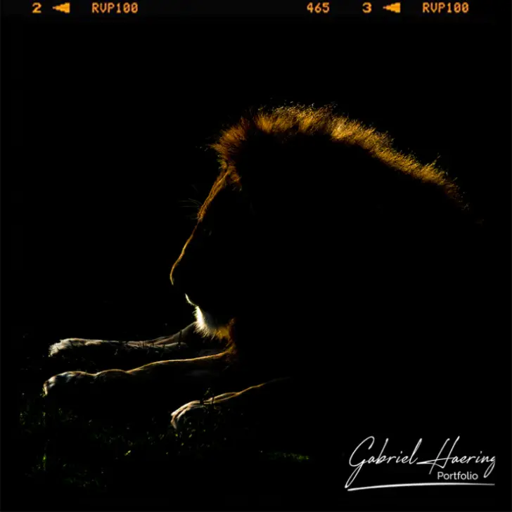 A lion profile before sunset