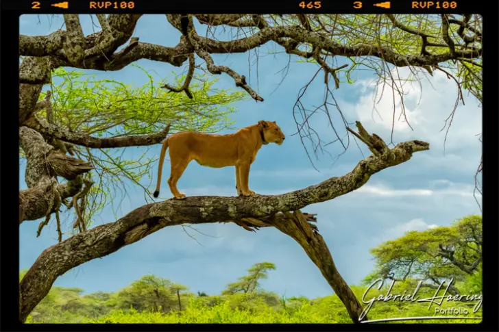 A lioness up on a tree in Ndutu observing the surrounding.